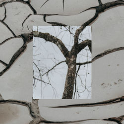 Close-up of bare tree