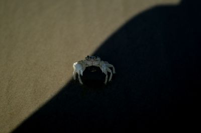 High angle view of crab at beach