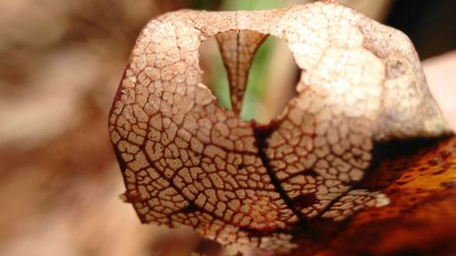 Close-up of snake