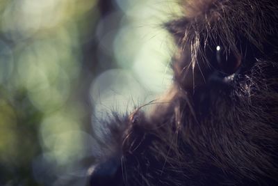 Close-up portrait of dog outdoors