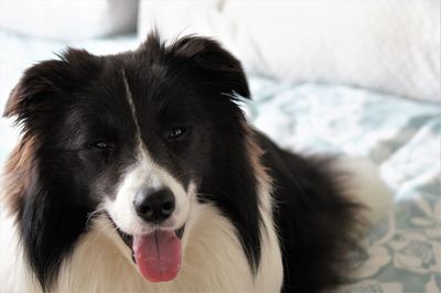 Close-up portrait of dog