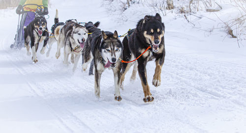 Musher hiding behind sleigh at sled dog race on snow in winter