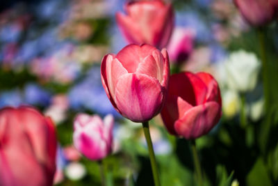 Close-up of red tulip