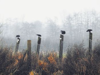 Birds perching on wooden post in field during winter