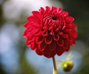 Close-up of red dahlia