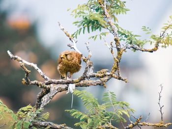 Bird perching on a branch