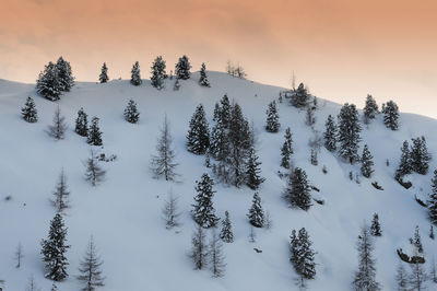 Pine trees against sky during winter