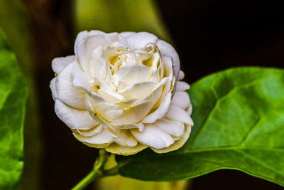 Close-up of white flower