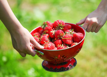 Close-up of hand holding red berries