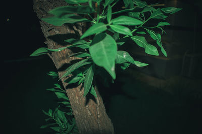 Close-up of fresh green plant at night