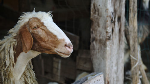 Close-up of goat