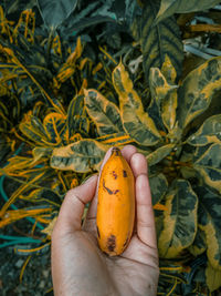 Close-up of hand holding yellow banana