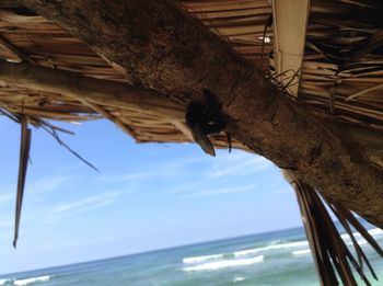 Low angle view of bird perching by sea against sky