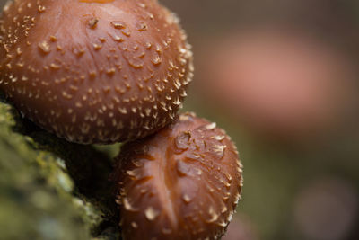 Close-up of wet mushroom