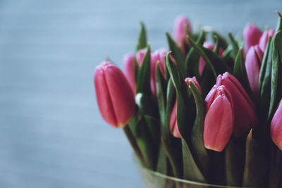 Close-up of pink tulips