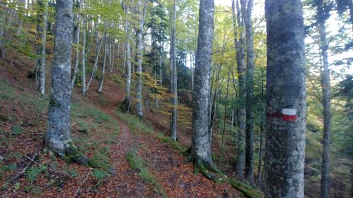 Scenic view of forest