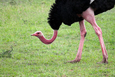 Side view of a bird on field