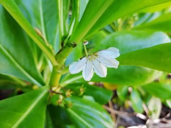 Close-up of white flowers on plant