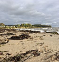 Seaweed on shore at beach against cloudy sky