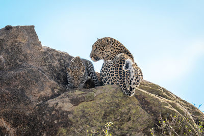 Leopard lies on sunlit rock with cub