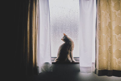 Cat sitting on window sill at home