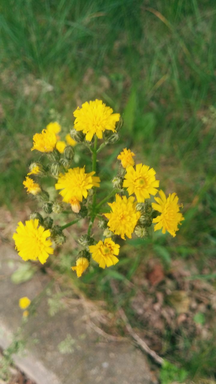 flower, yellow, freshness, petal, fragility, growth, beauty in nature, flower head, blooming, nature, plant, focus on foreground, close-up, in bloom, field, high angle view, selective focus, outdoors, day, no people