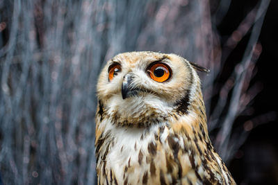 Close-up portrait of owl