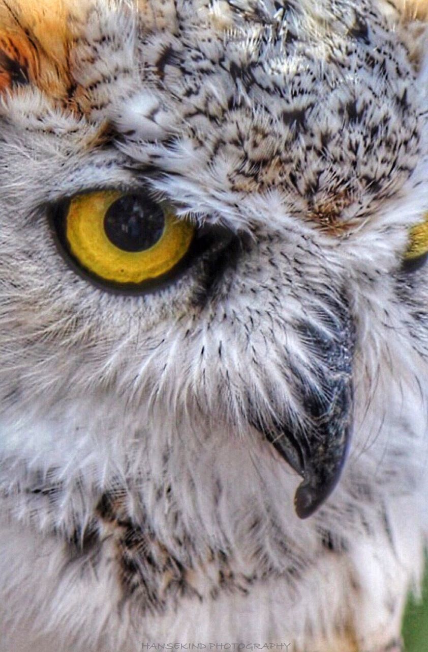 animal themes, one animal, bird, animal eye, animal head, close-up, animal hair, wildlife, animals in the wild, portrait, pets, bird of prey, animal body part, looking at camera, domestic cat, focus on foreground, cat, beak, whisker, yellow