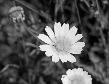 Close-up of white flowering plant