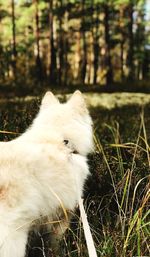 Close-up of dog on grass