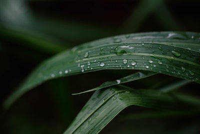 Close-up of raindrops on leaf