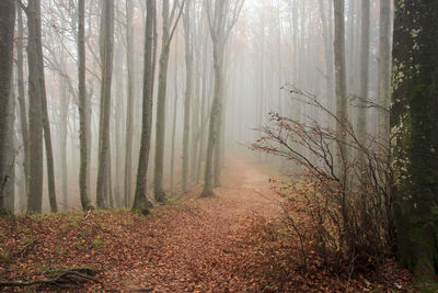 Trees in forest during foggy weather
