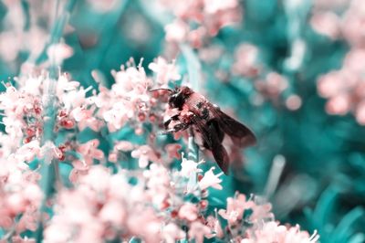 Close-up of bee pollinating on flower