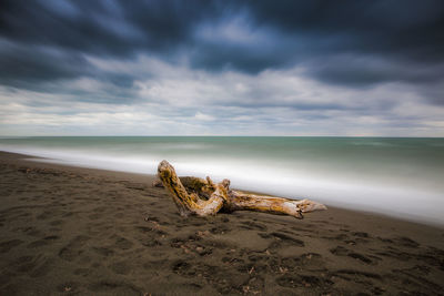 Driftwood on beach against sky