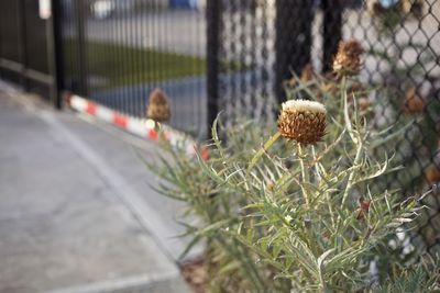 Close-up of plants