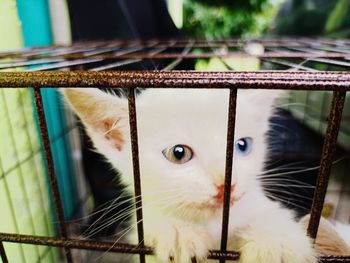 Close-up portrait of cat in cage