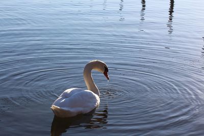 High angle view of swan swimming in lake