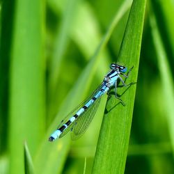 Close-up of insect on leaf