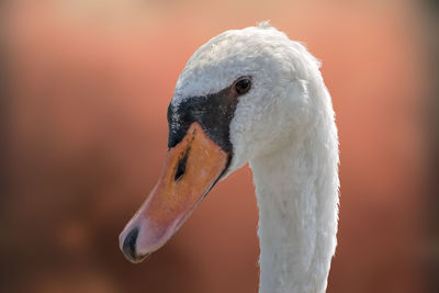 Isolated cute swan on texture background