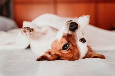 Portrait of dog lying down on bed