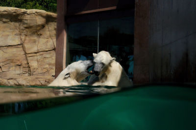 View of a dog resting in water