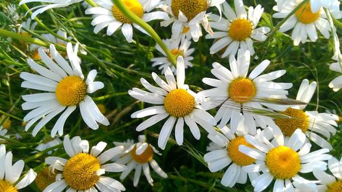 Close-up of white flowers blooming outdoors