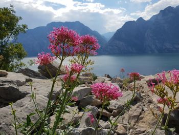 Pink flowering plants by mountains against sky