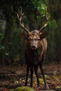 Close-up of deer standing in forest