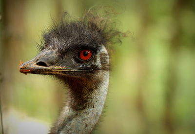 Close-up of a bird looking away