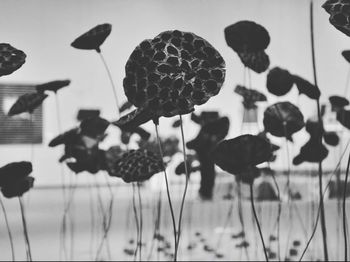 Close-up of plants