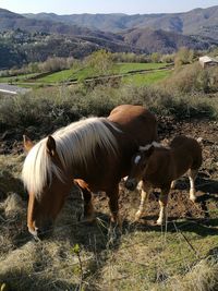 Horses grazing in a field