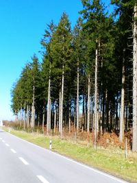 Trees by road in forest against sky