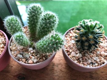 High angle view of potted plants