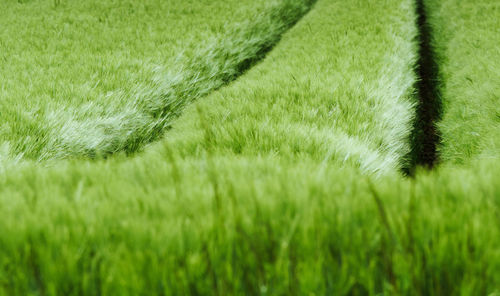 Close-up of grass in field